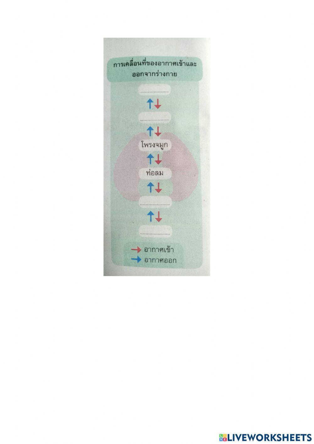 แบบฝึกหัด 1.1 ระบบร่างกาย