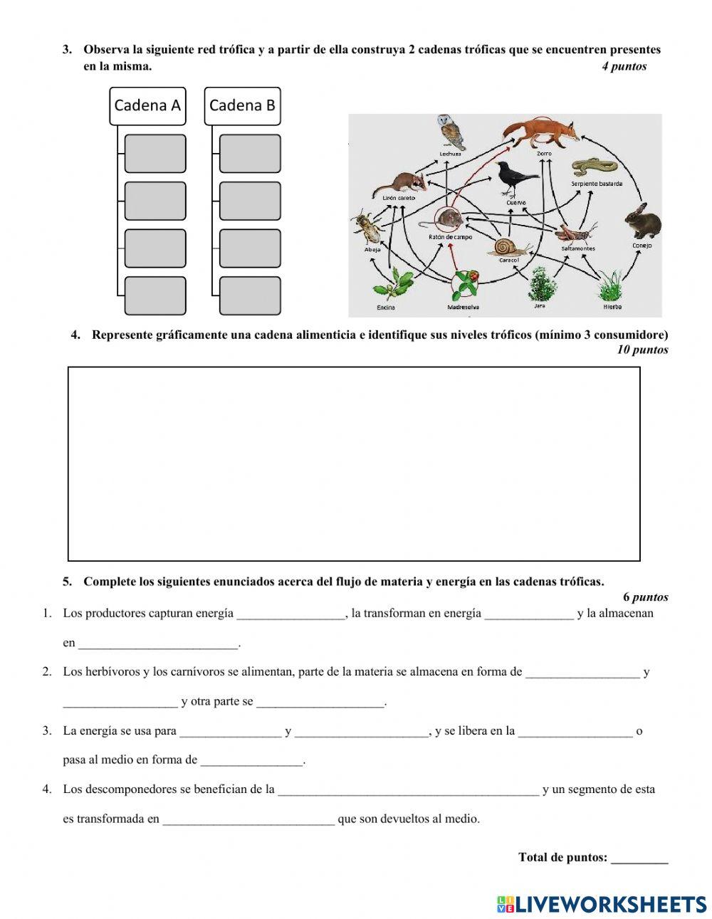 Lección 2 Cadena trófica