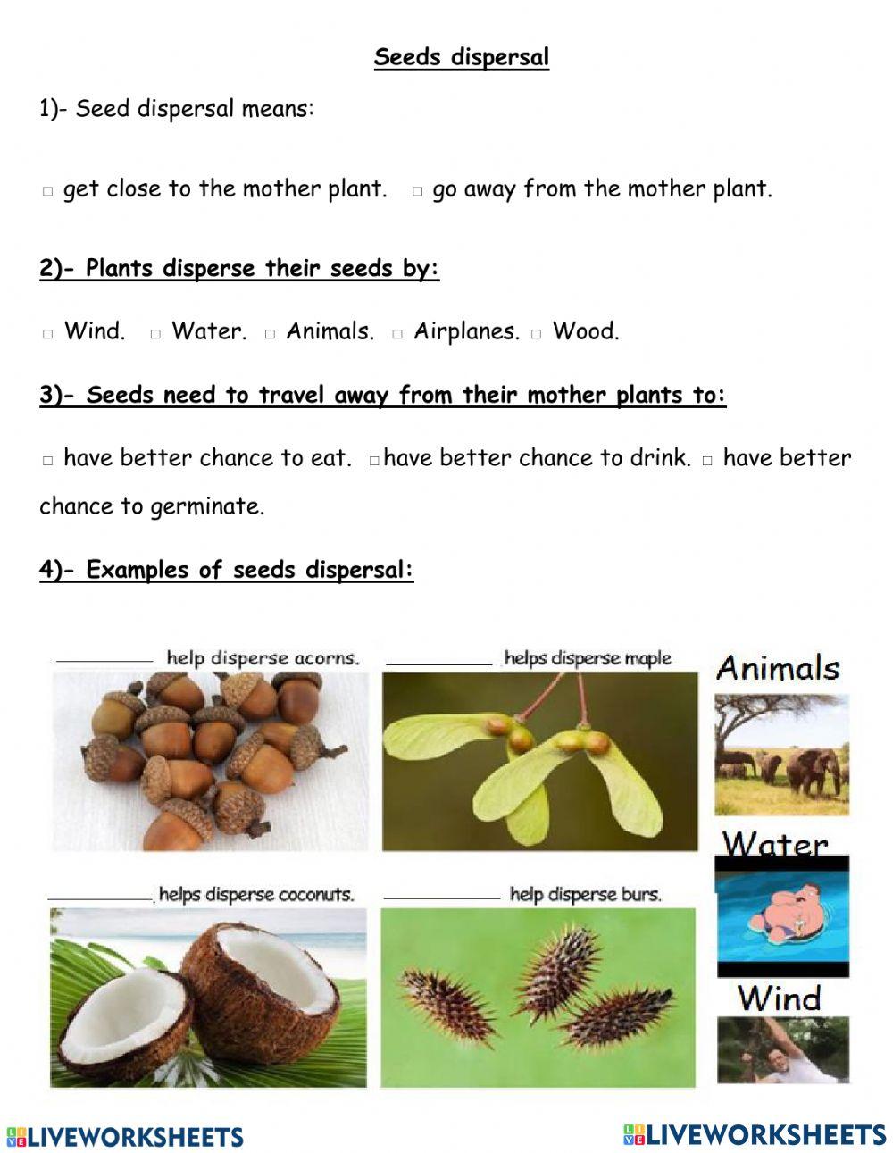 Seed Dispersal Year 2