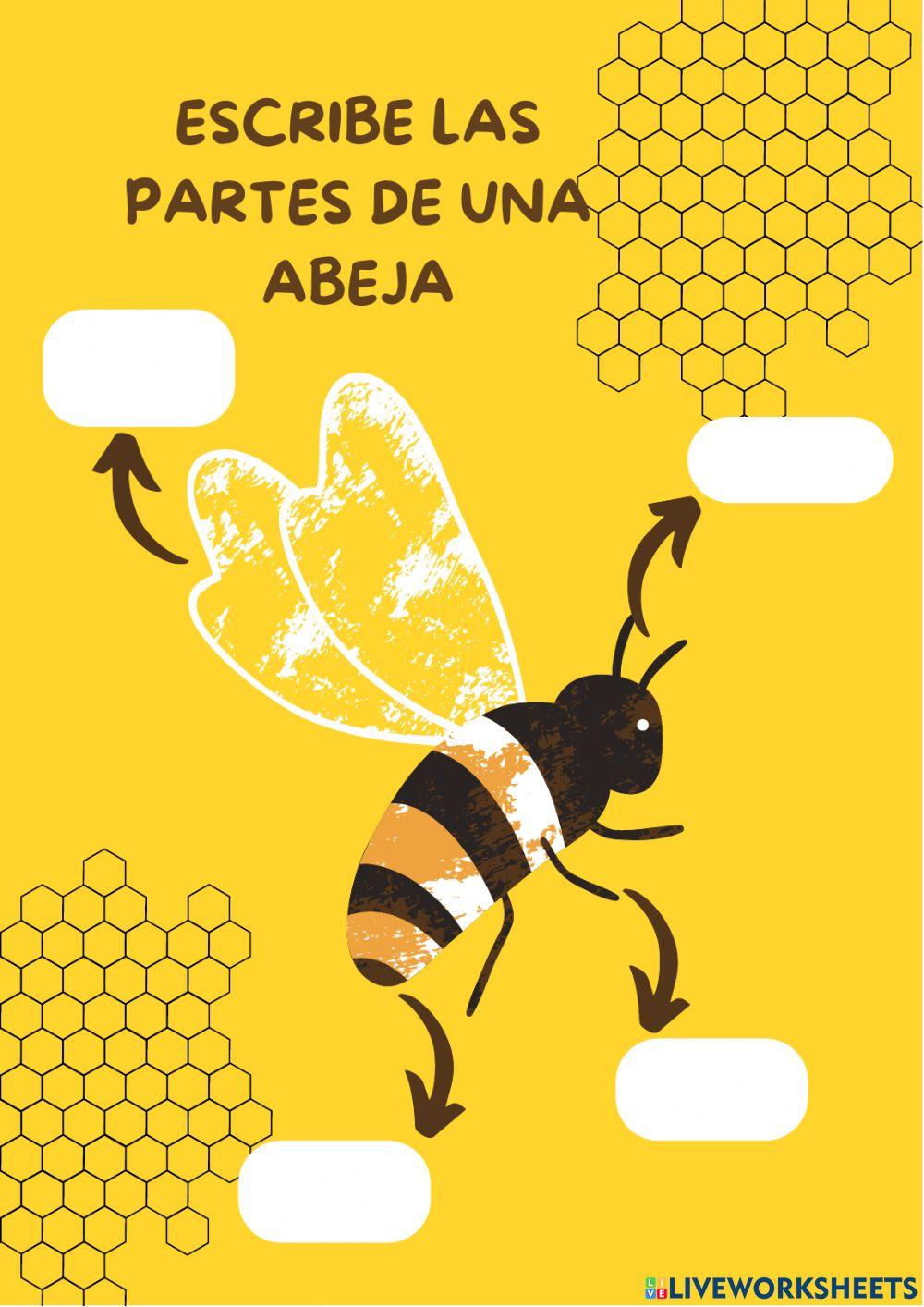 Ficha sobre las abjeas