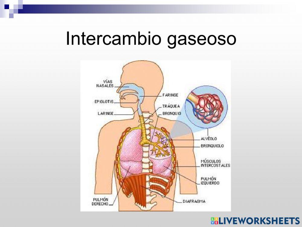 El aparato respiratorio