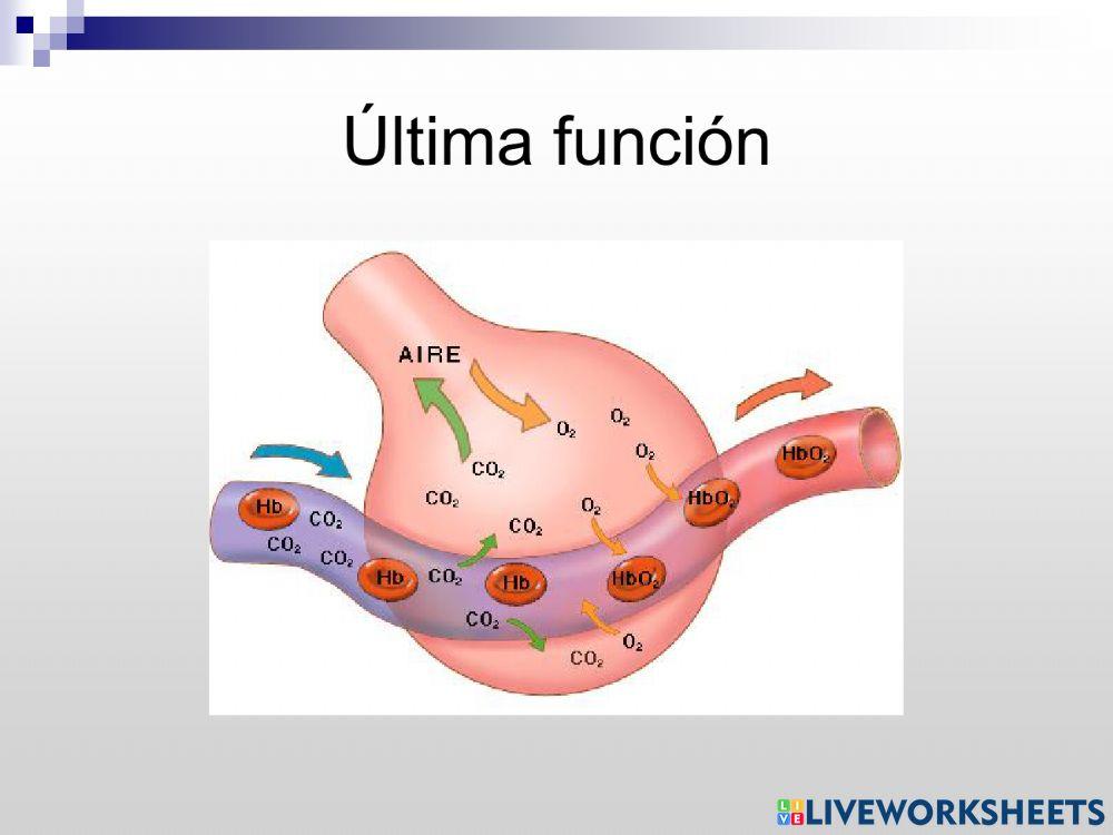El aparato respiratorio