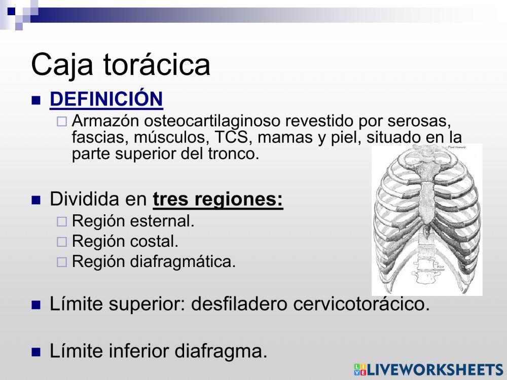 El aparato respiratorio