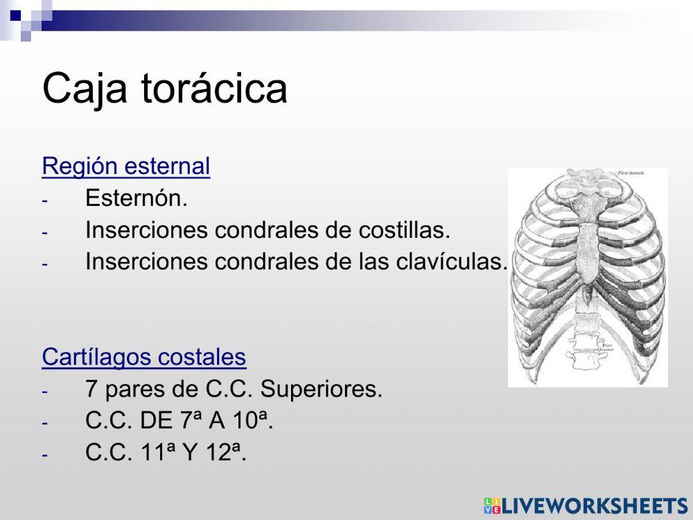 El aparato respiratorio