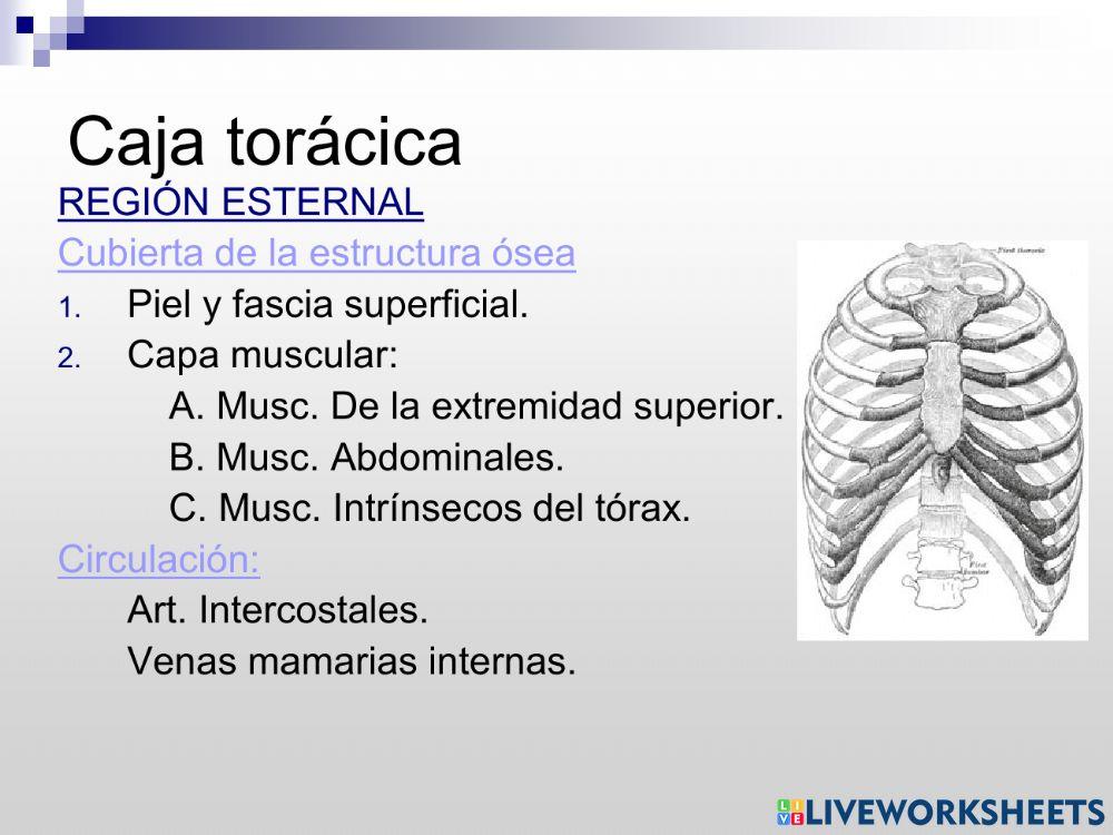 El aparato respiratorio
