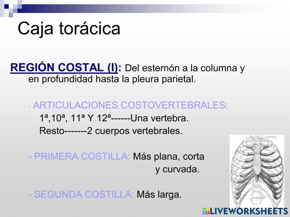 El aparato respiratorio
