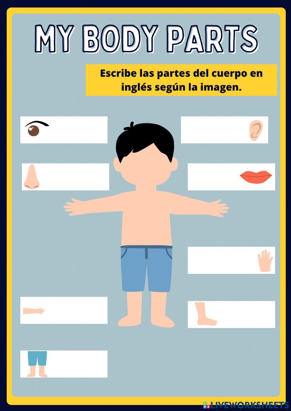 Partes del cuerpo en inglés