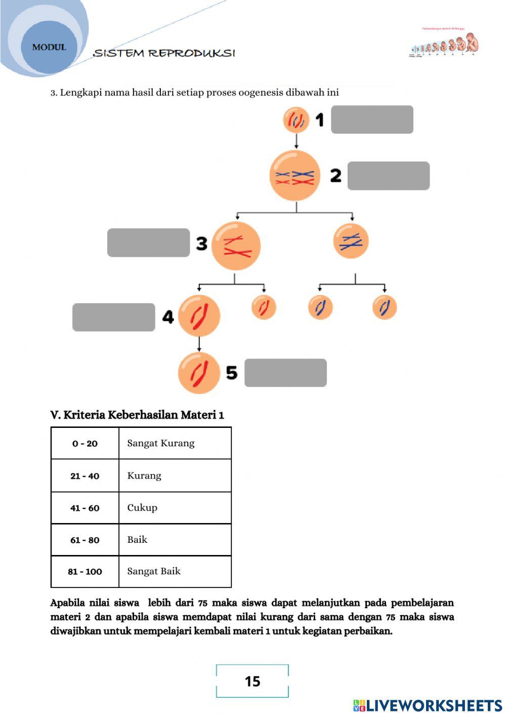 Sistem Reproduksi Wanita