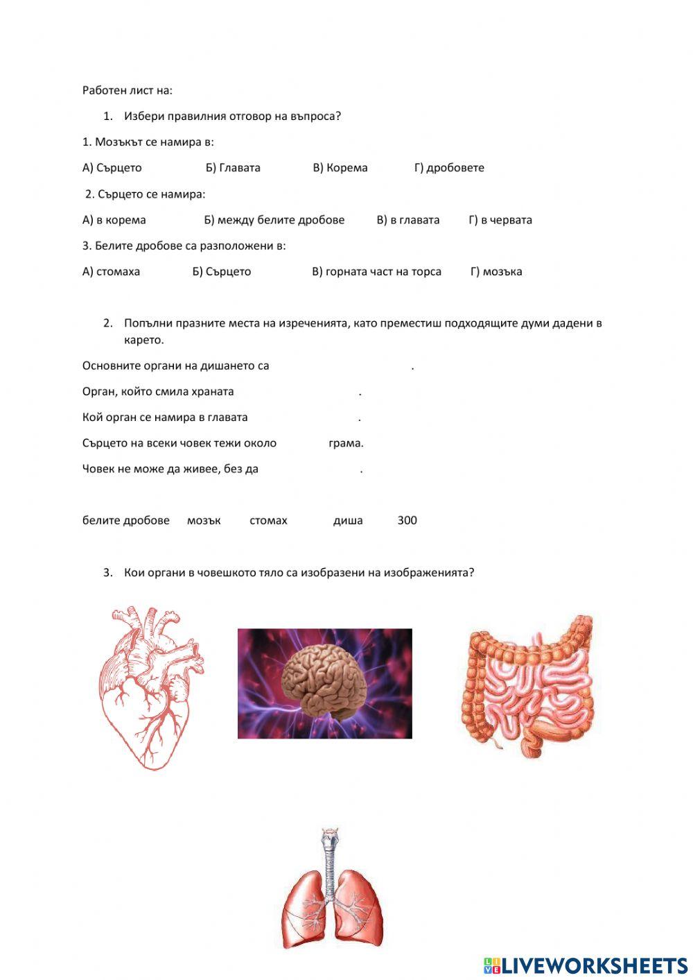 Органи в човешкото тяло