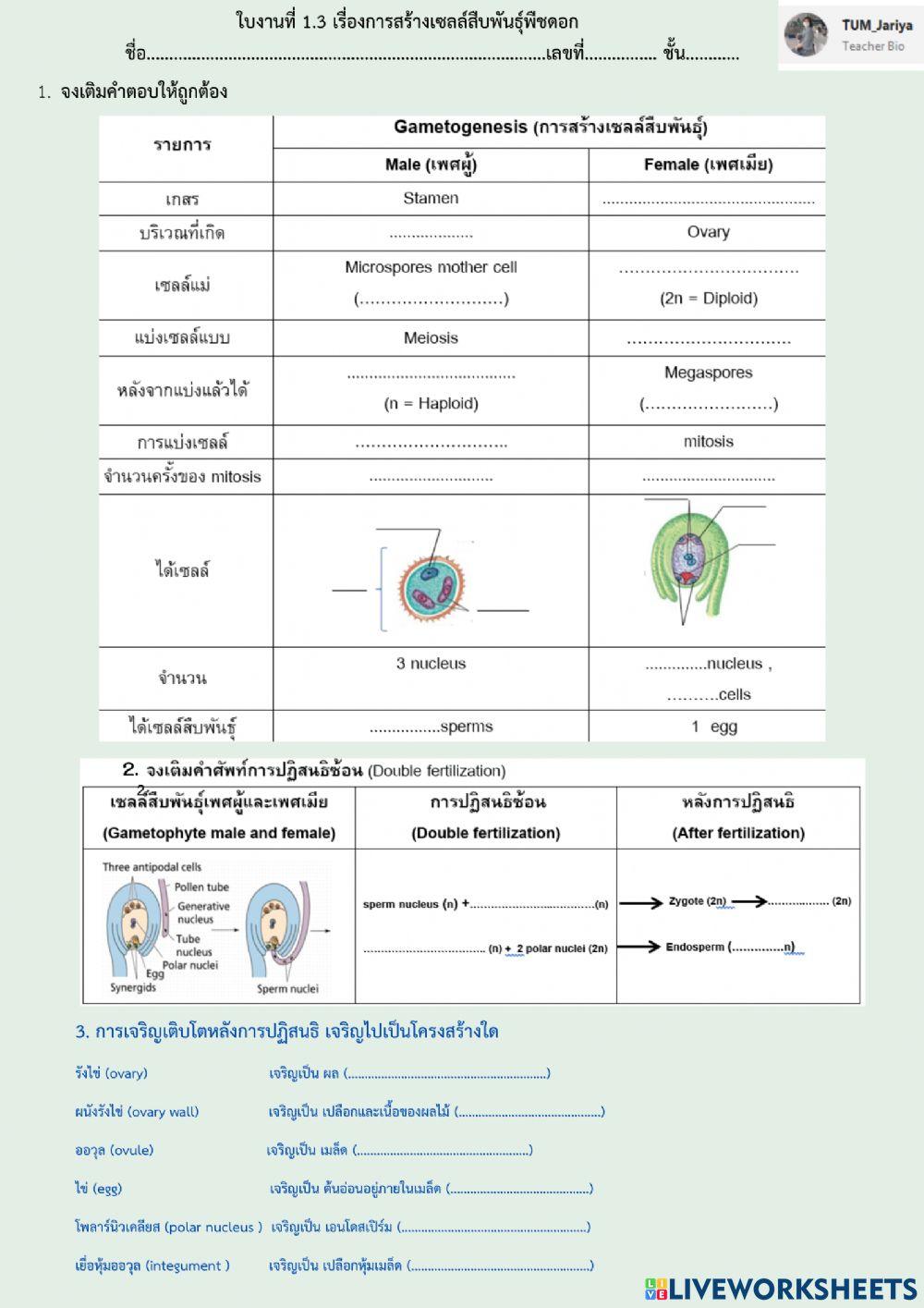 การสร้างเซลล์สืบพันธุ์