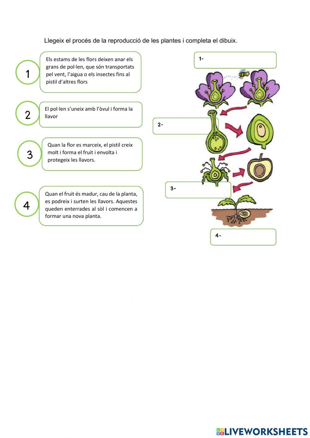 Reproducció de les plantes