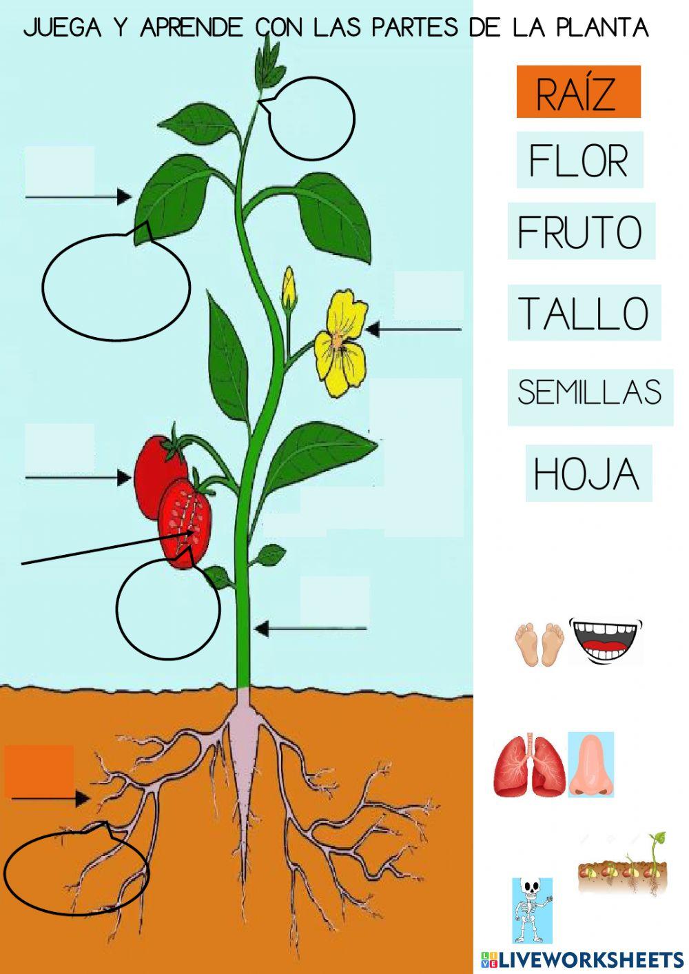 Partes y funciones de la planta