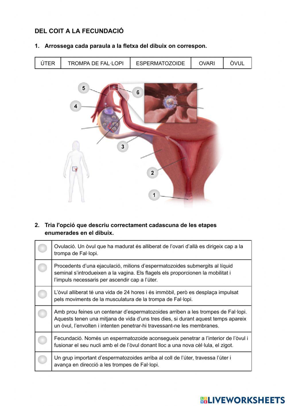 Del coit a la fecundació
