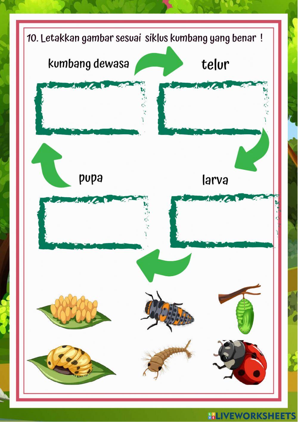 Latihan Soal Metamorfosis Kelas 4 Tema 6