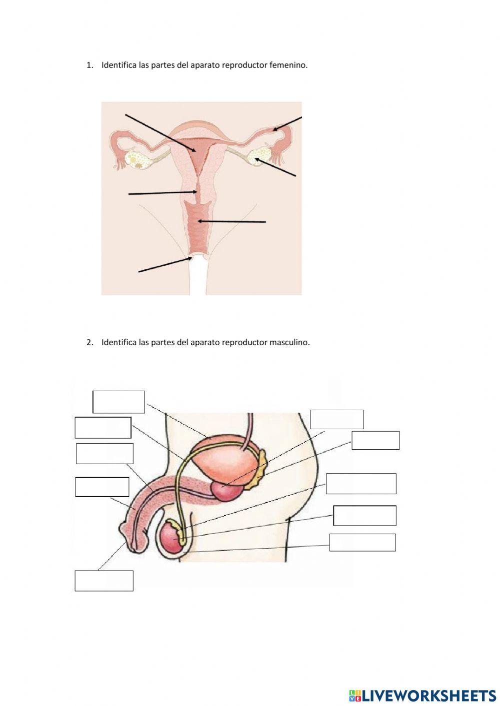 Ficha del aparato reproductor