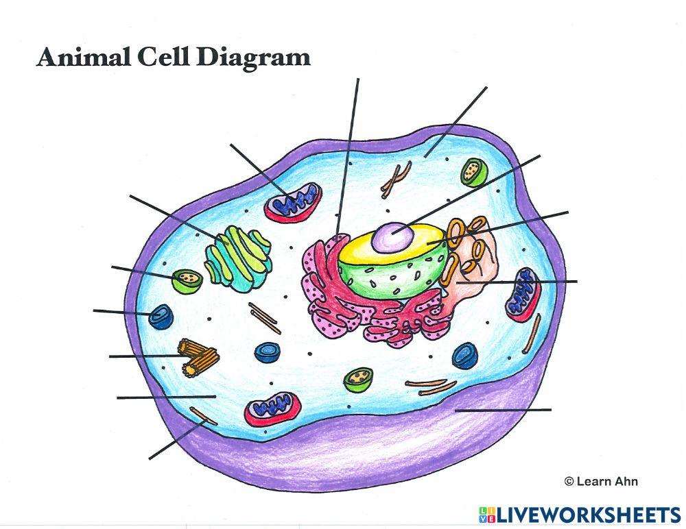 Animal Cell Label diagram online exercise for Live Worksheets