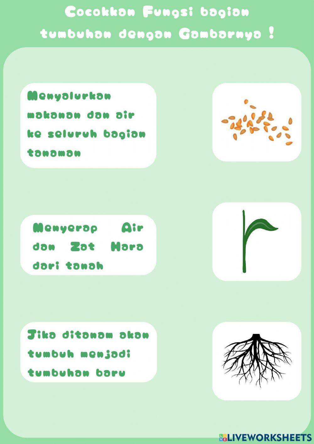 Bagian-bagian Tumbuhan