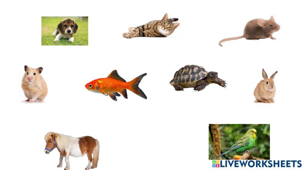 ANIMAUX ANIMAUX