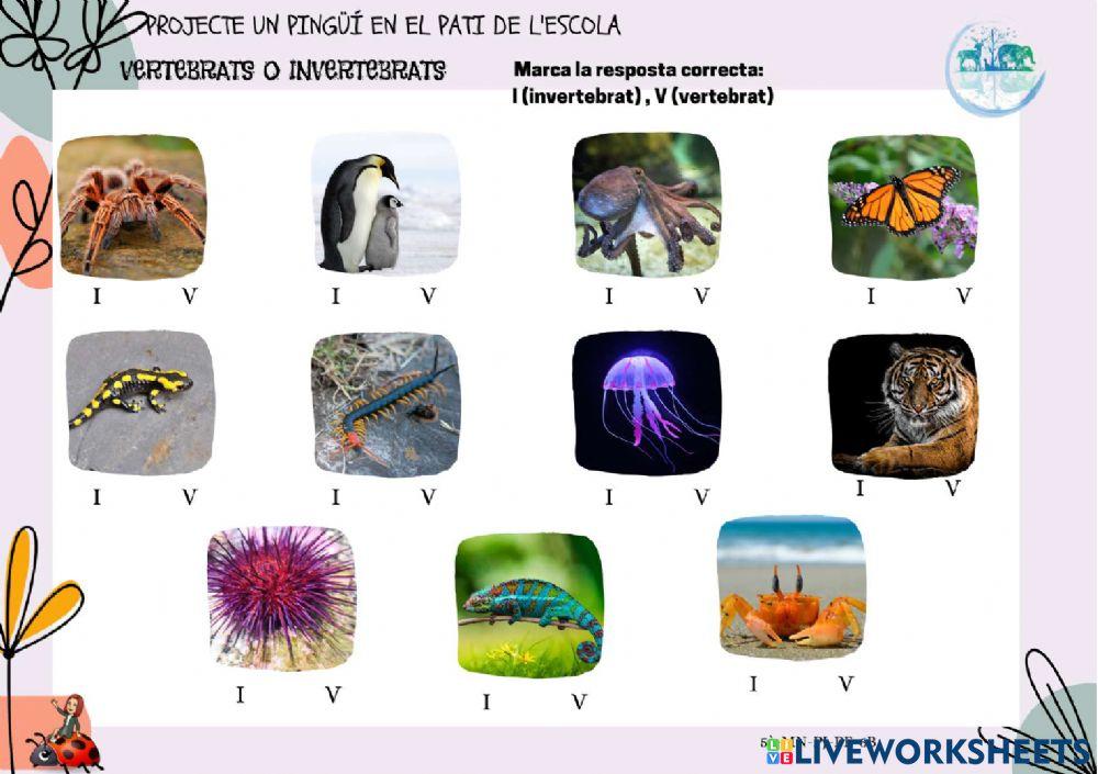 5è-MN-PJ-PE-6B Prova vertebrats-invertebrats