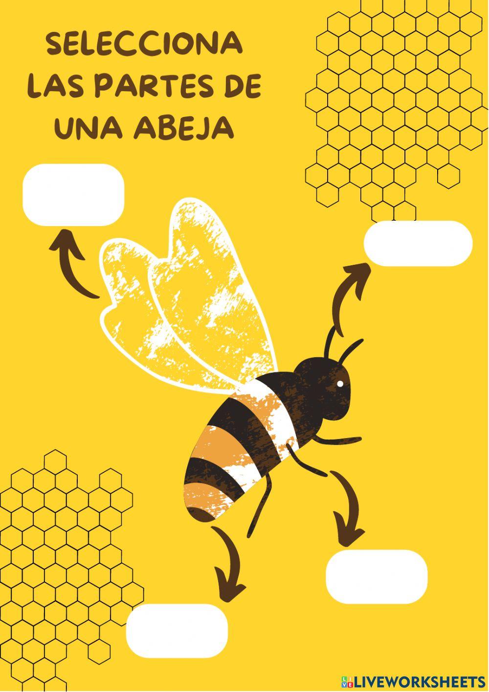 Ficha sobre las abjeas