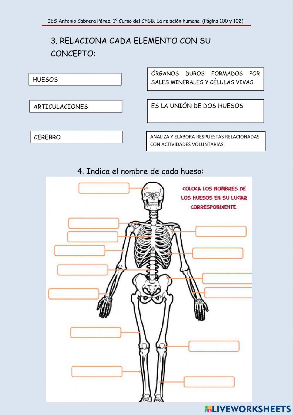 Sistema nervioso y locomotor