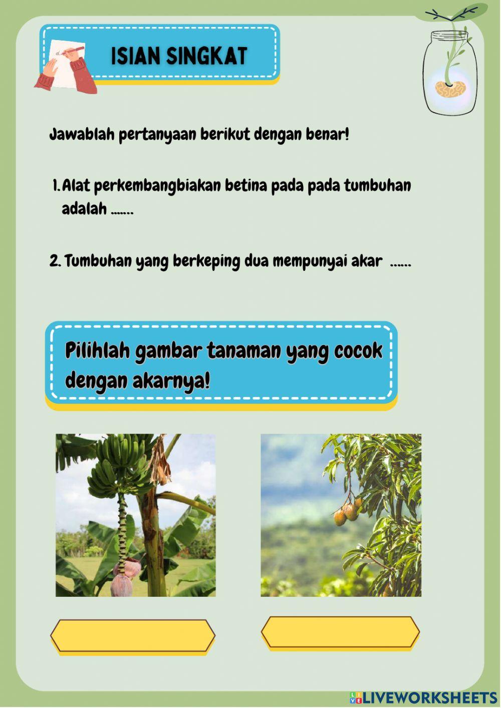 Bagian Tumbuhan dan Fungsinya