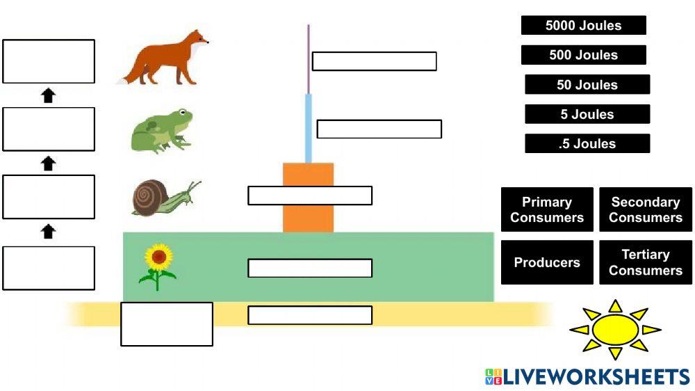 Energy Pyramid with Joules
