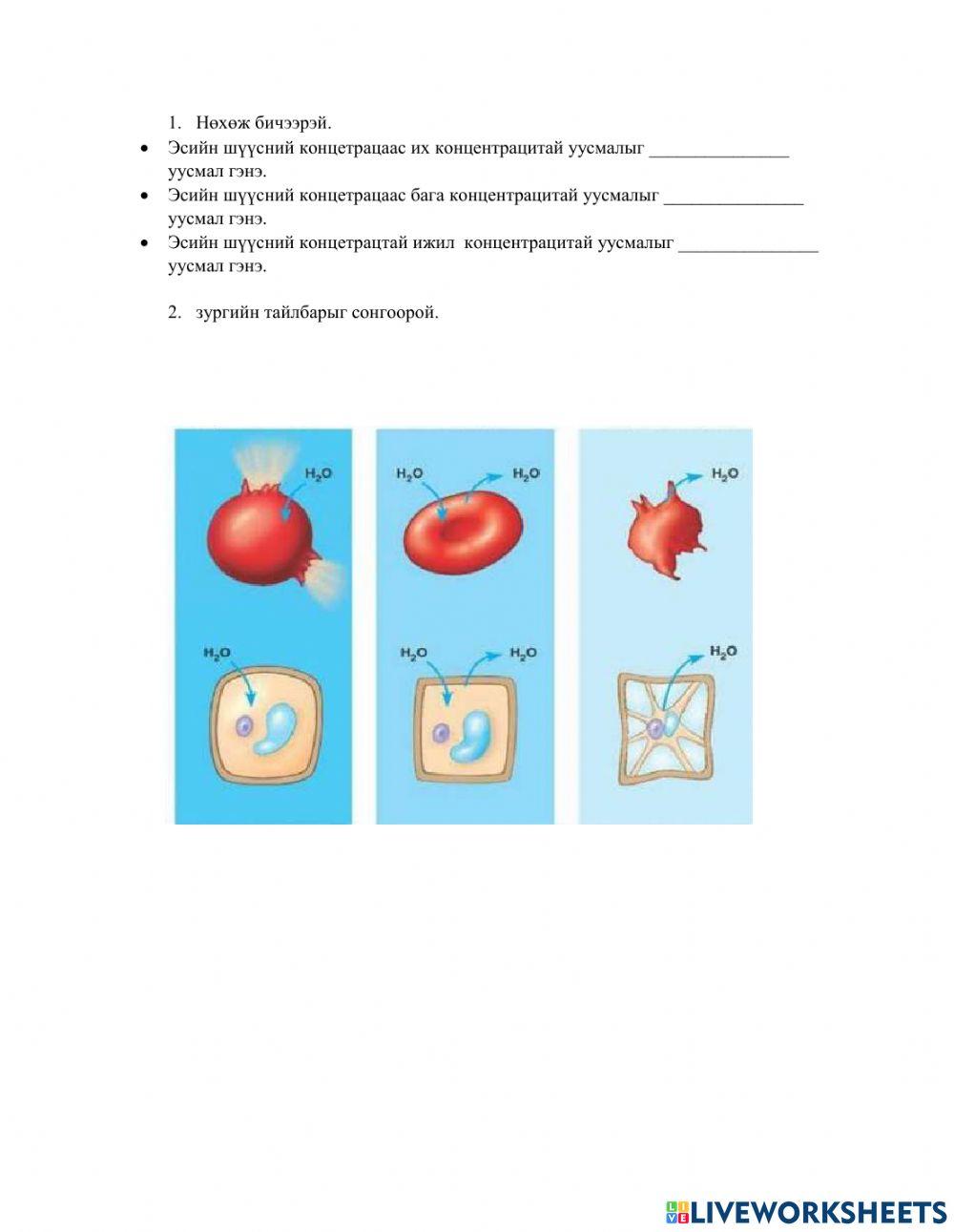 Эсийн мембран 6987451 | Oyun_aa | Live Worksheets