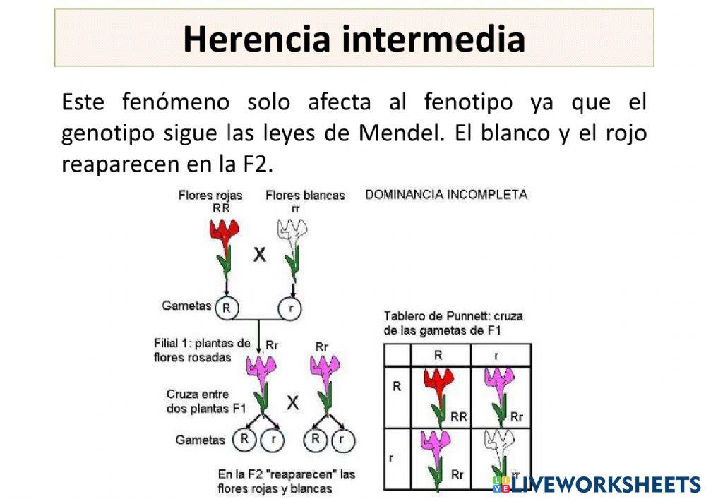 Genética mendeliana teoría 4