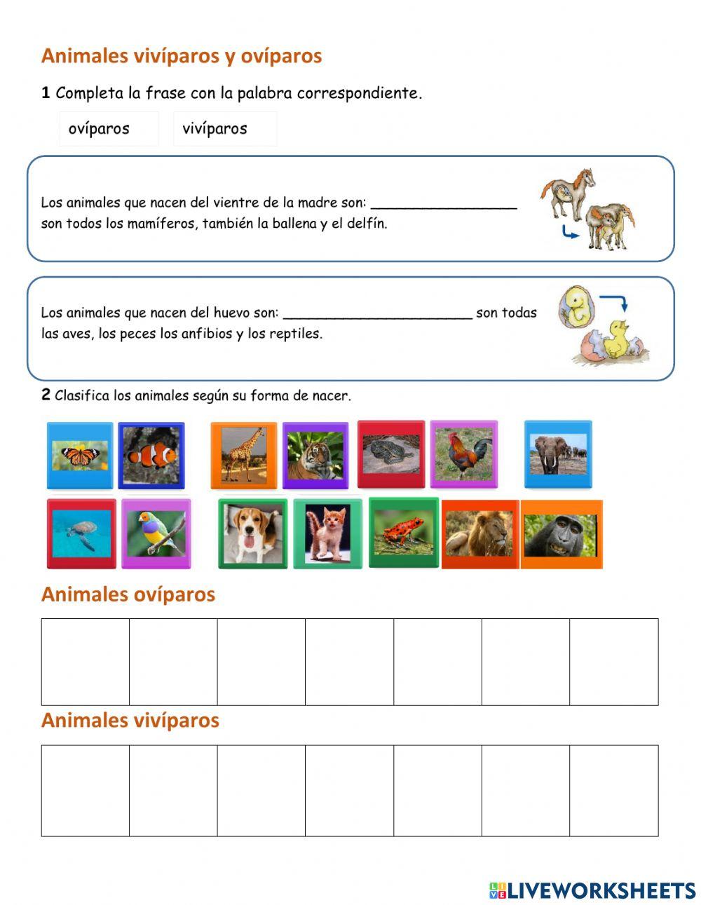 Animales oviparos y viviparos