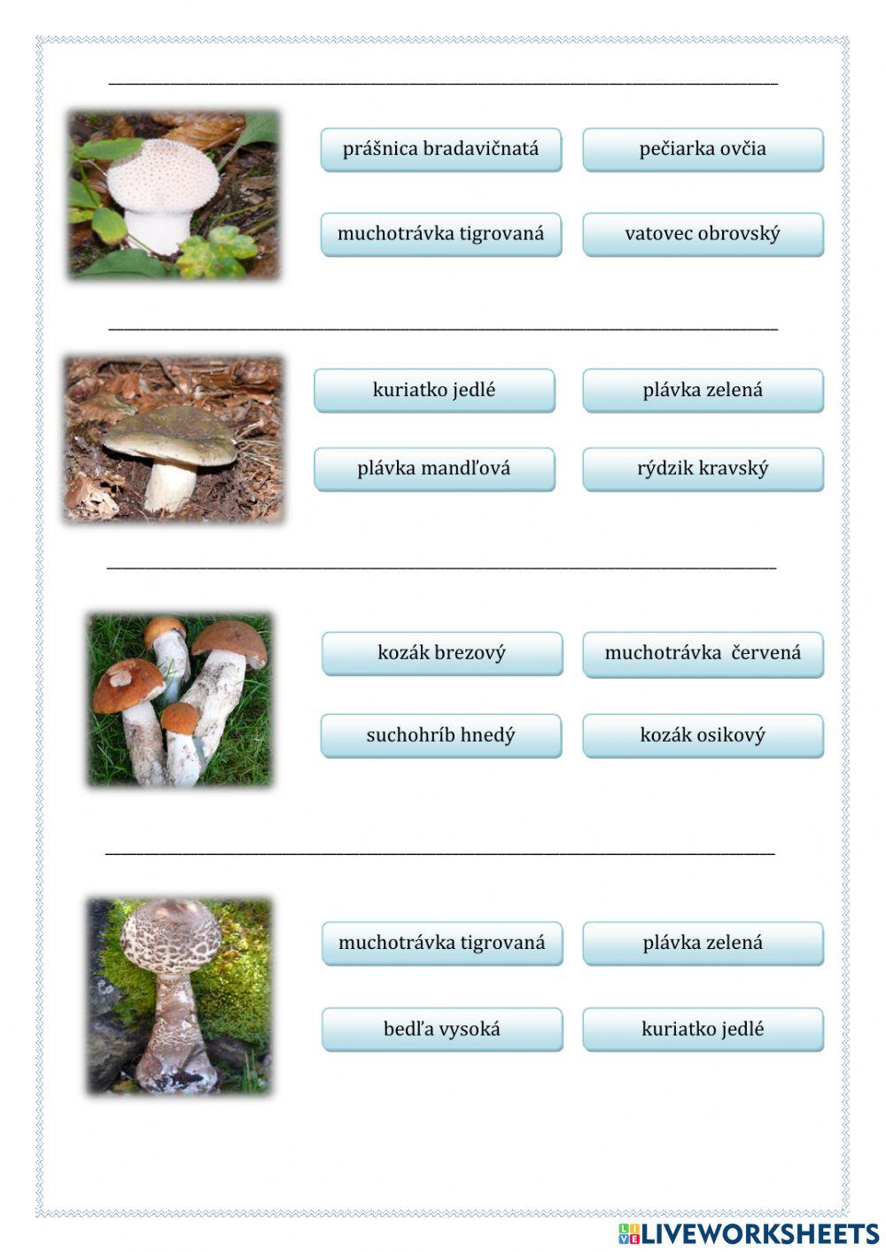 Huby a ich poznávanie