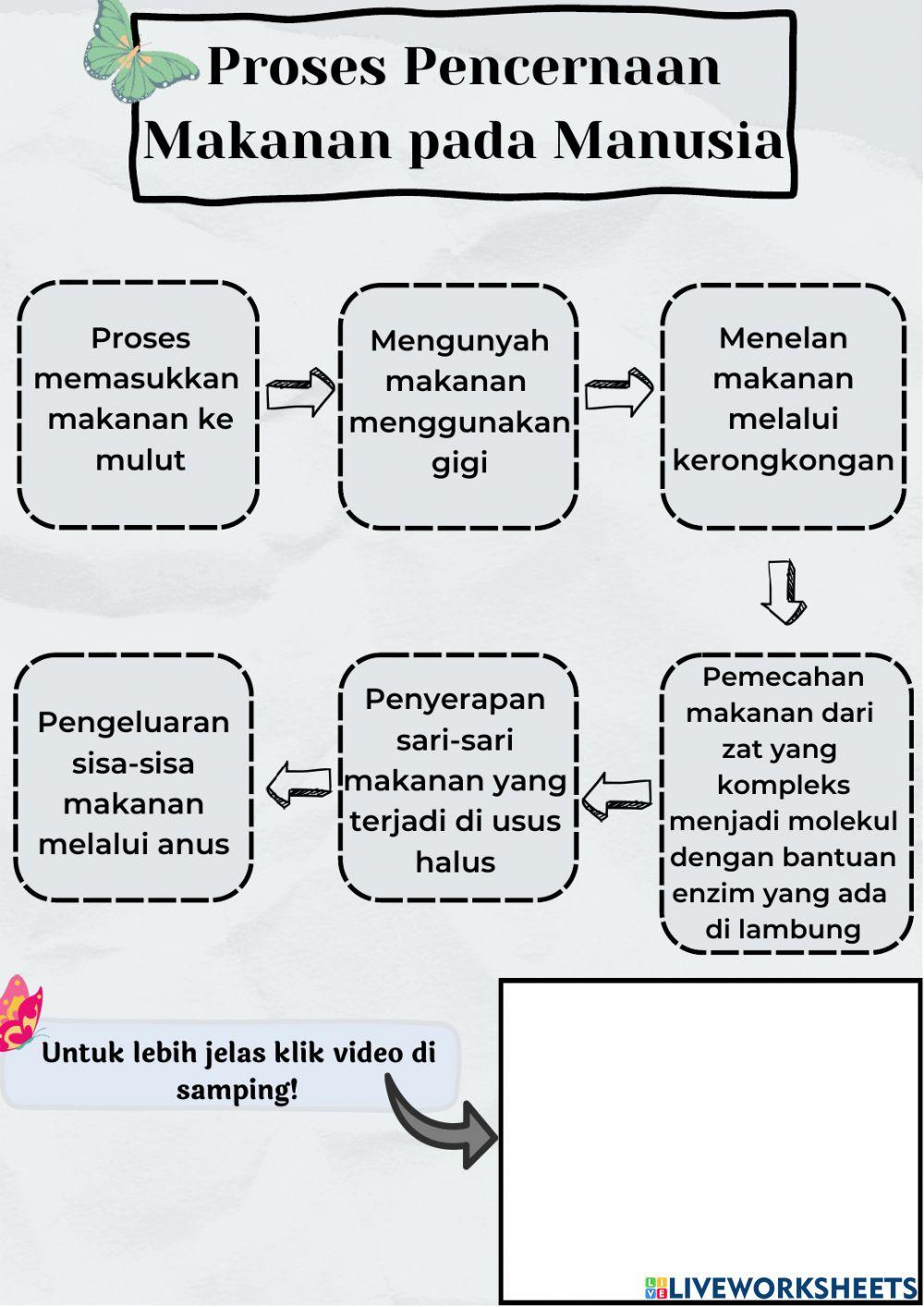 Sistem Pencernaan Manusia