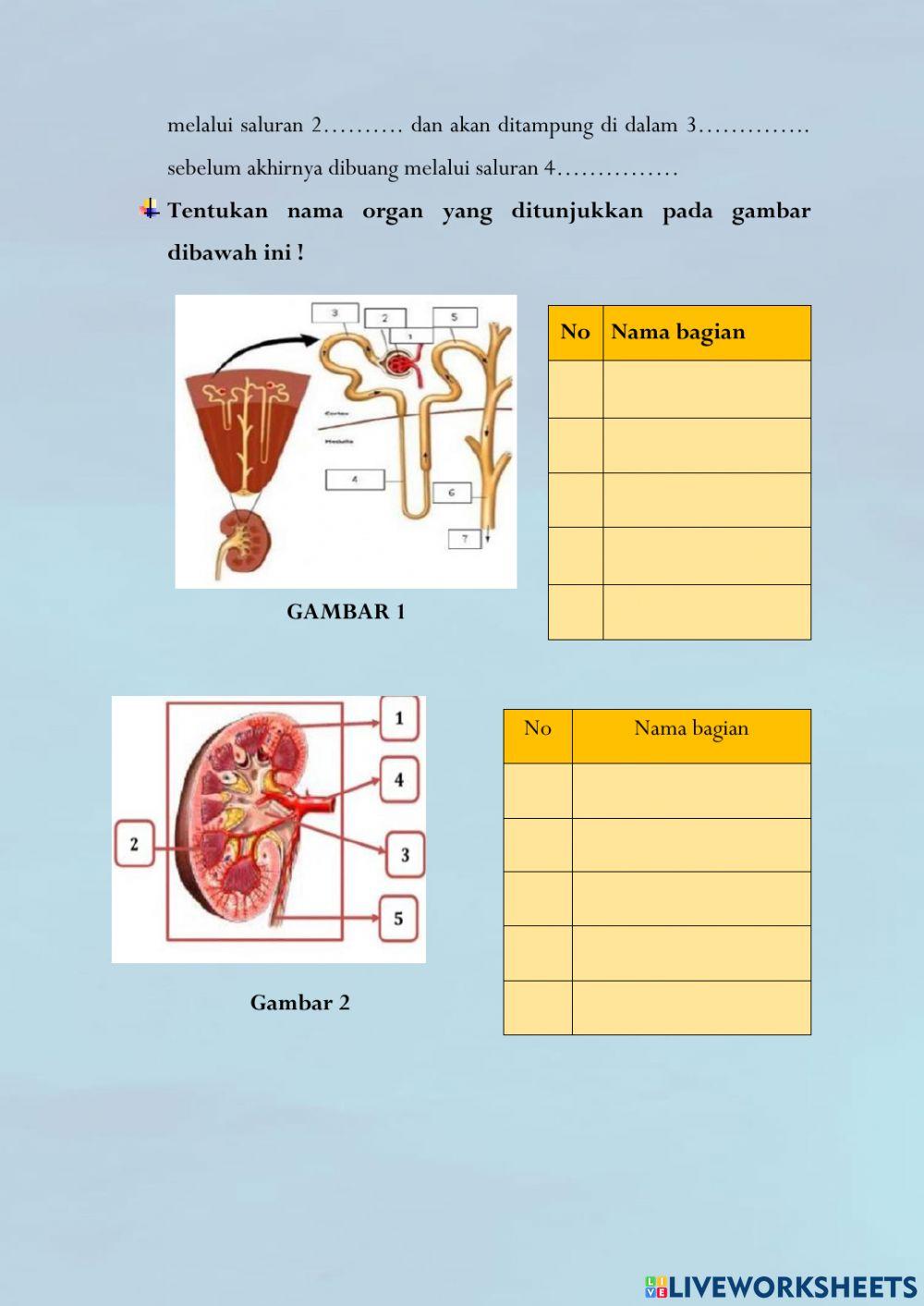 Lkpd sistem ekresi manusia