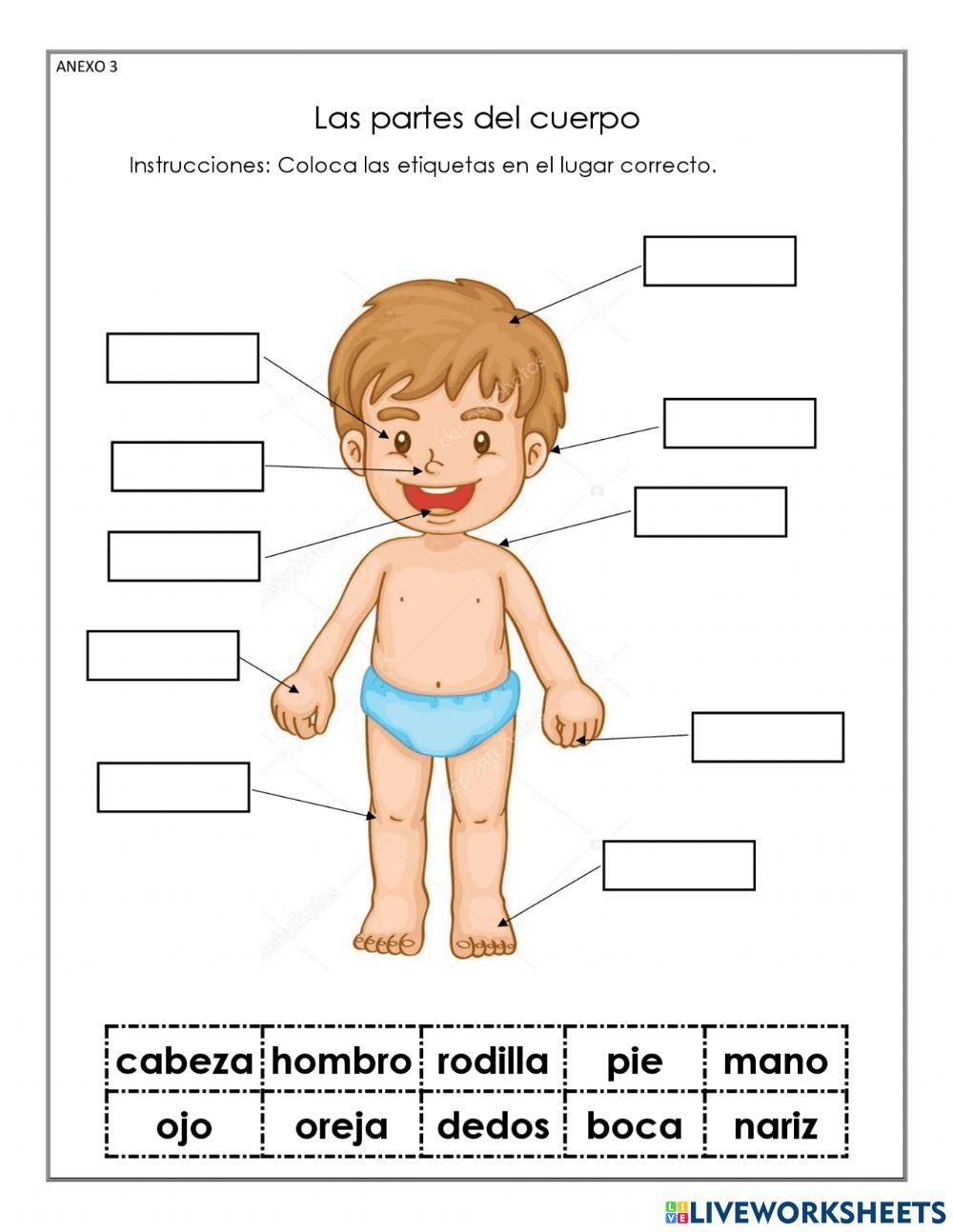 Las partes del cuerpo