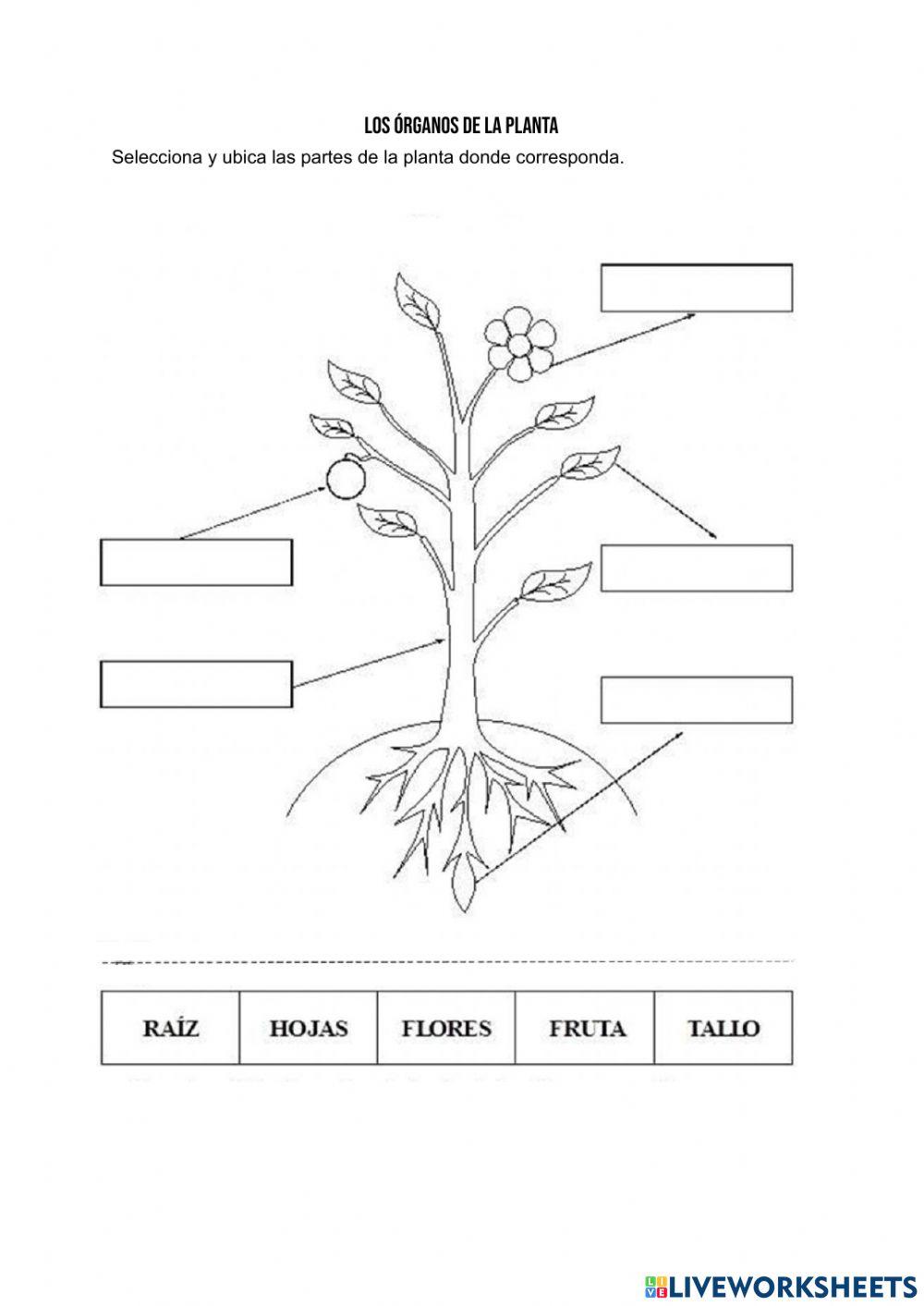 Partes de las plantas