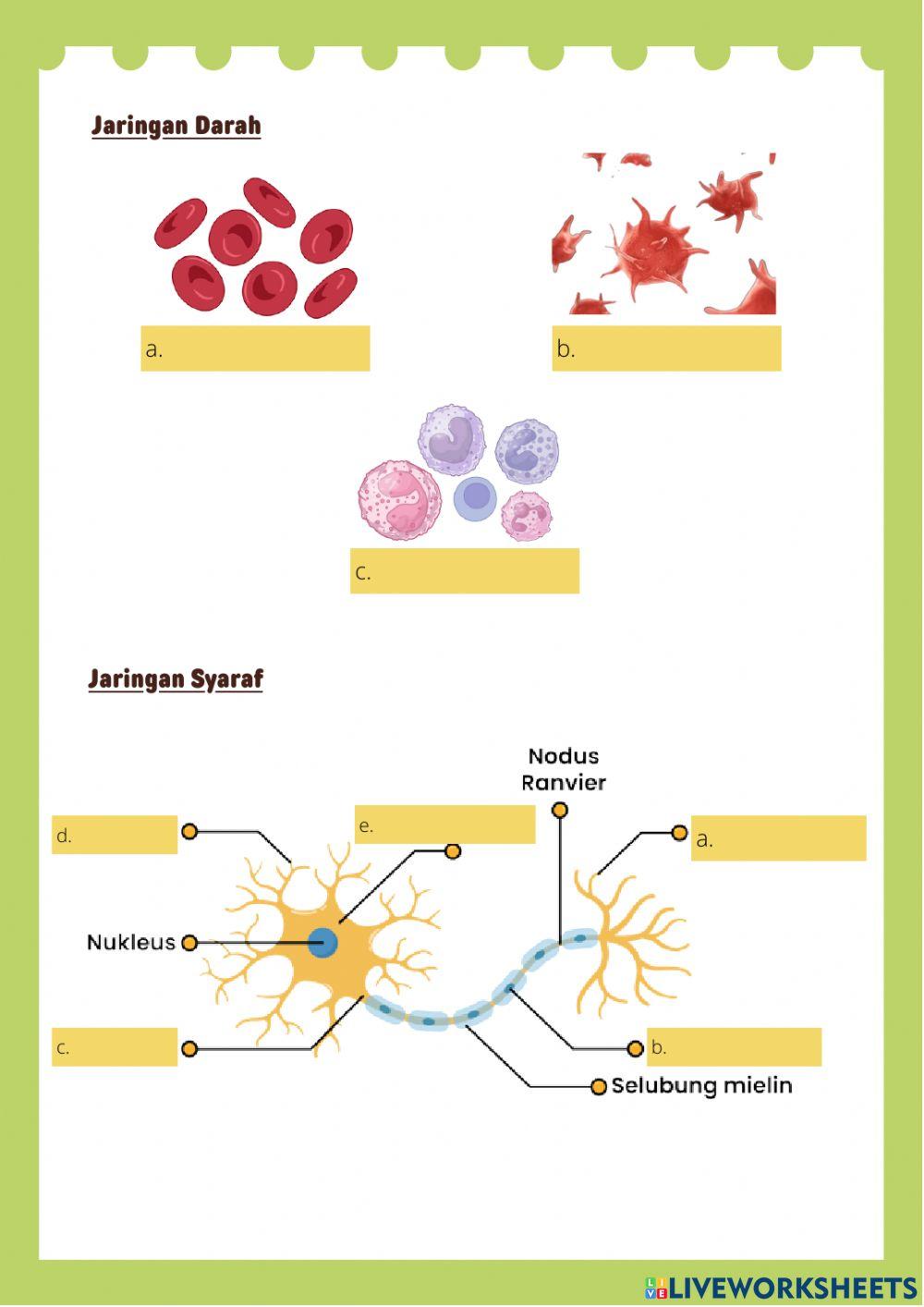 Jaringan hewan dan Tumbuhan Fix (2)