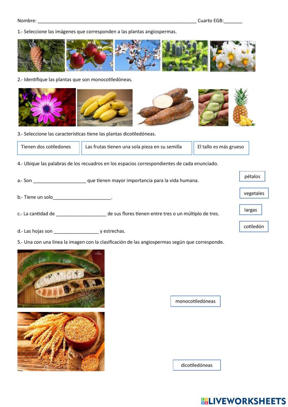 Clasificación de las plantas angiospermas