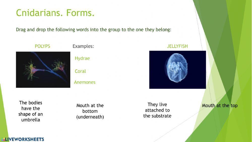 Invertebrates.Poriferans and cnidarians