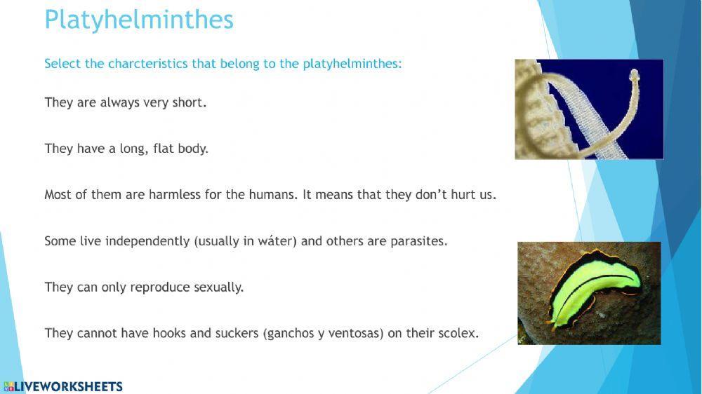 Invertebrates. Worms