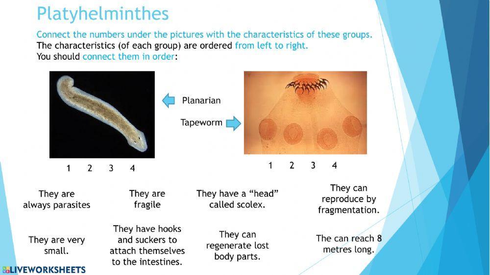 Invertebrates. Worms