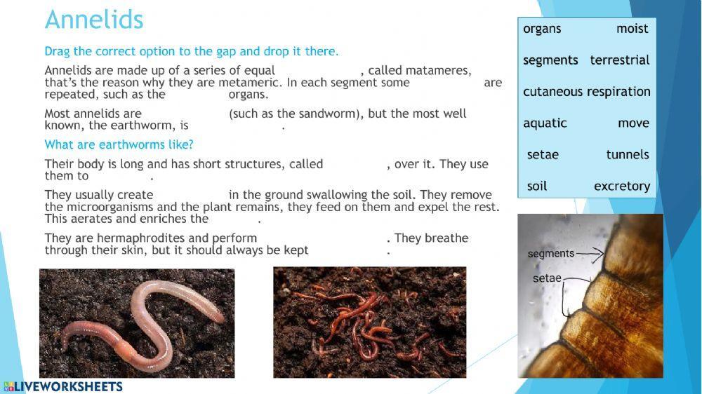 Invertebrates. Worms