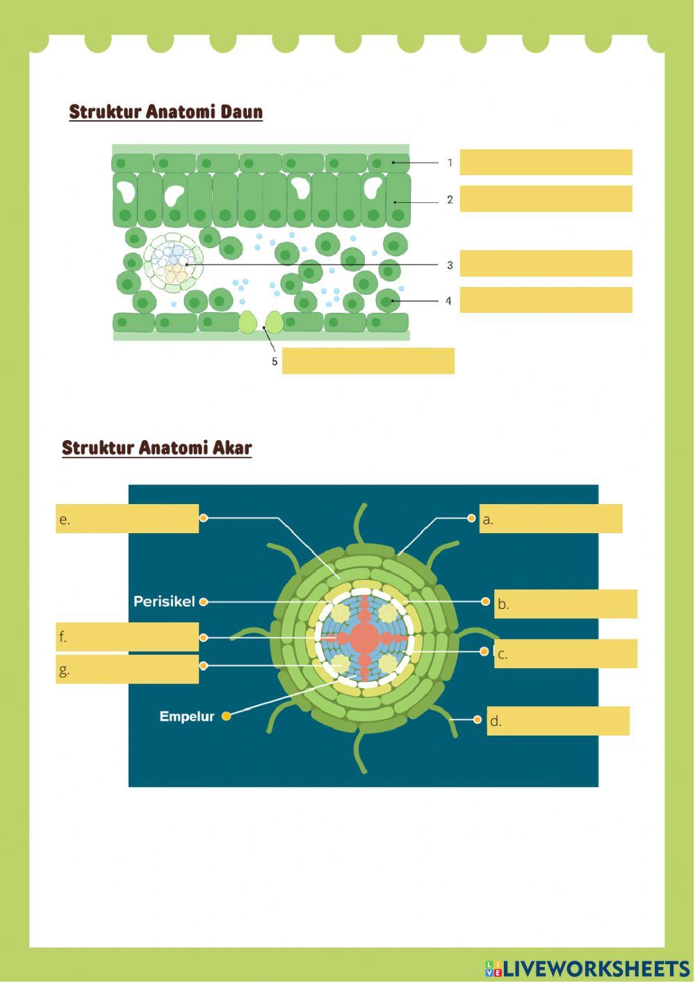 Jaringan Hewan dan Tumbuhan (1)