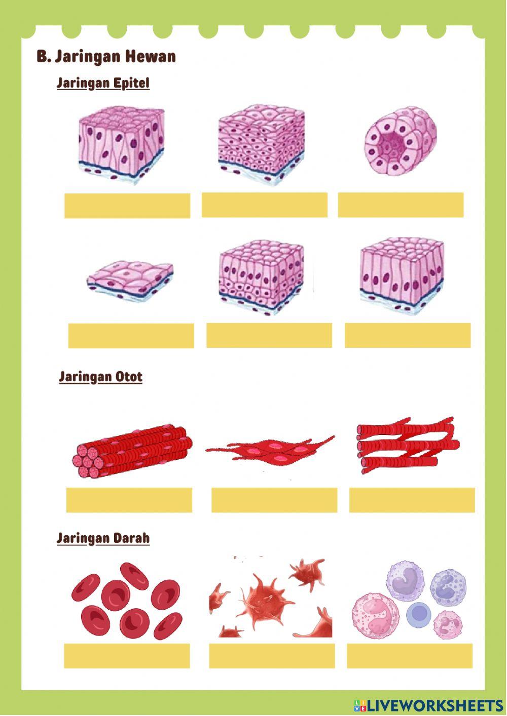 Jaringan Hewan dan Tumbuhan (1)