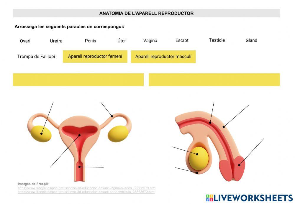 Anatomia de l'aparell reproductor humà