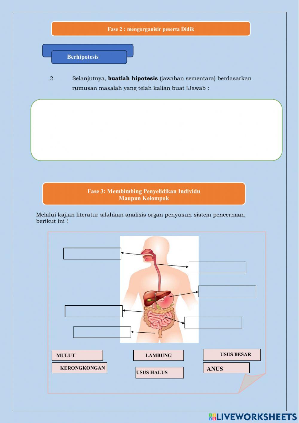 Struktur dan fungsi sistem pencernaan makanan pada manusia