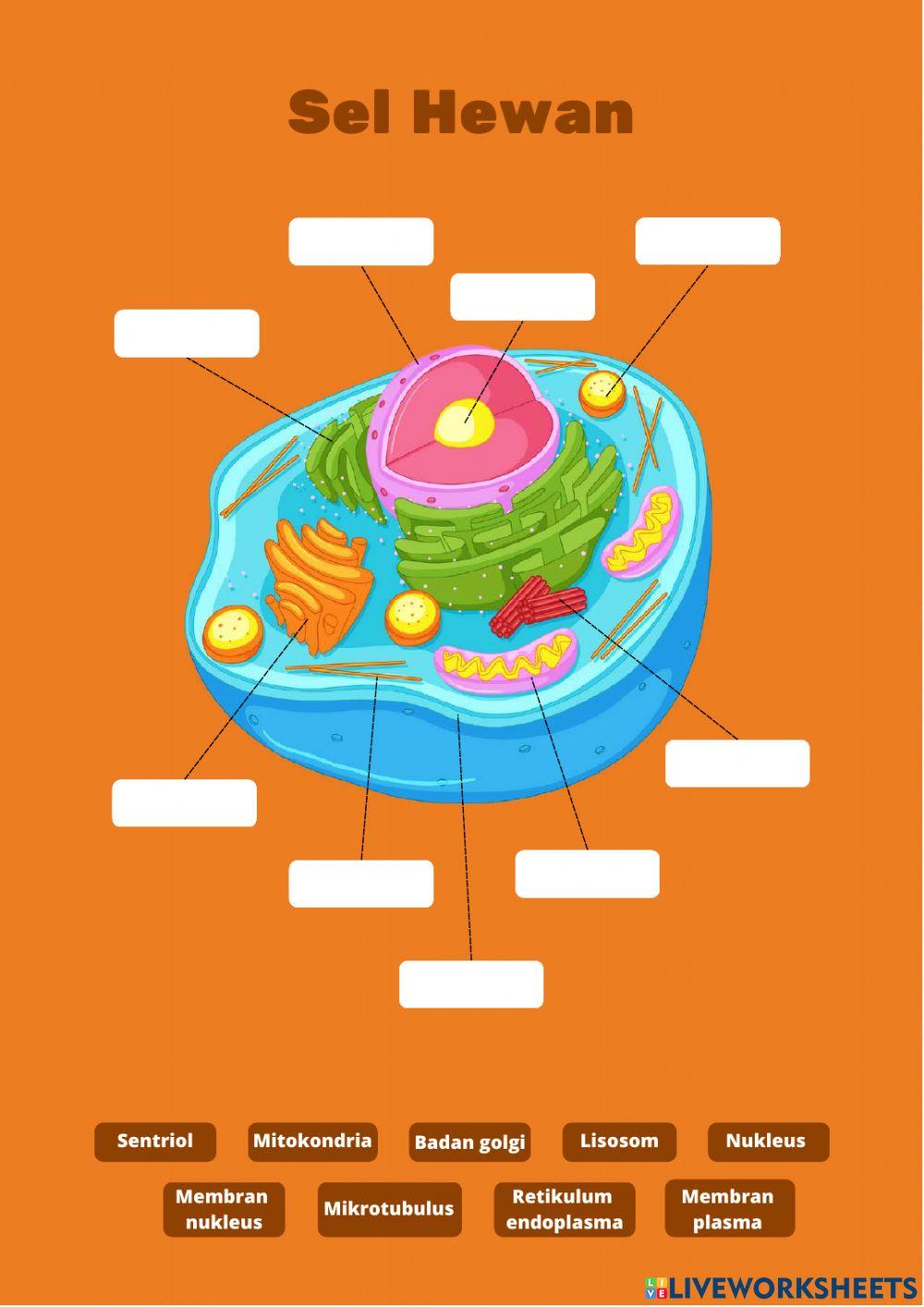 Lembar Kerja Peserta Didik (Sel)