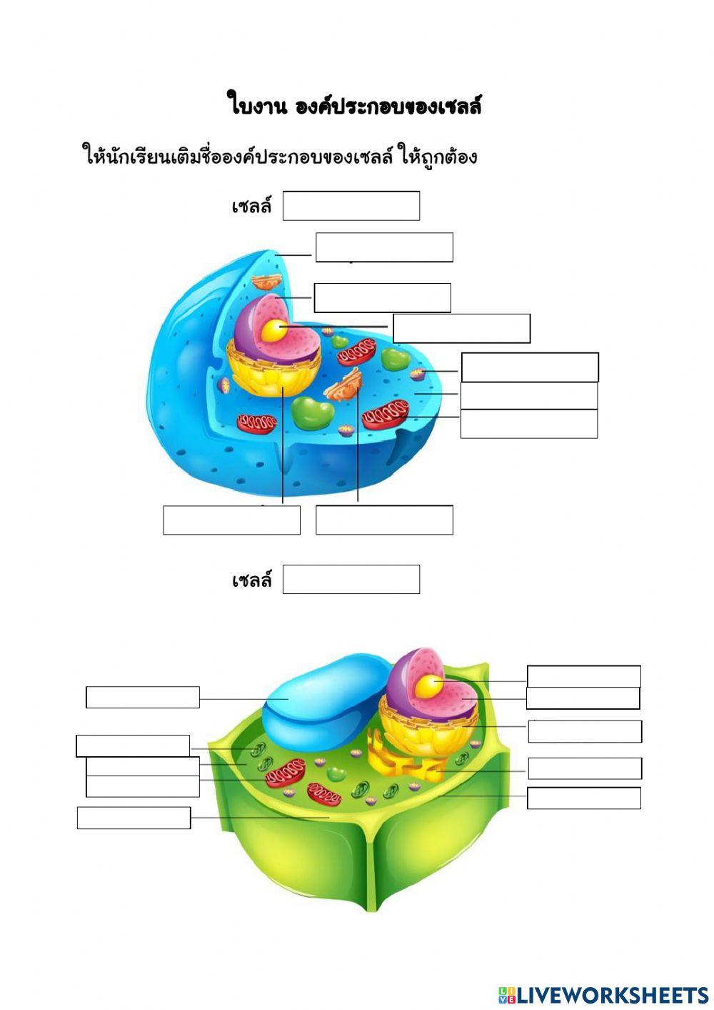องค์ประกอบของเซลล์และการเคลื่อนที่ของสารเข้าออกเซลล์
