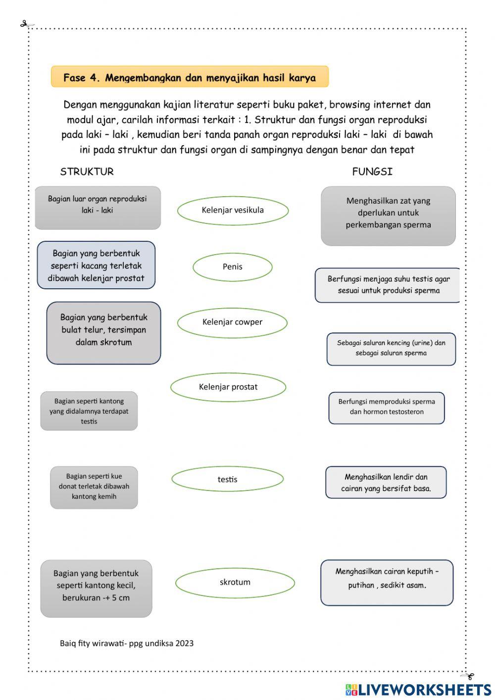 Struktur dan fungsi organ sistem reproduksi serta gangguan dan penyakit pada sistem reproduksi