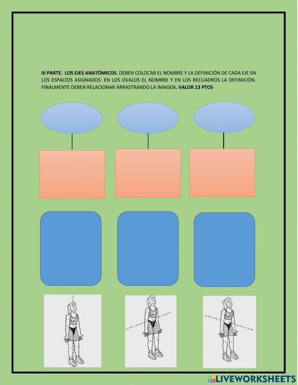 Planos y ejes anatomicos