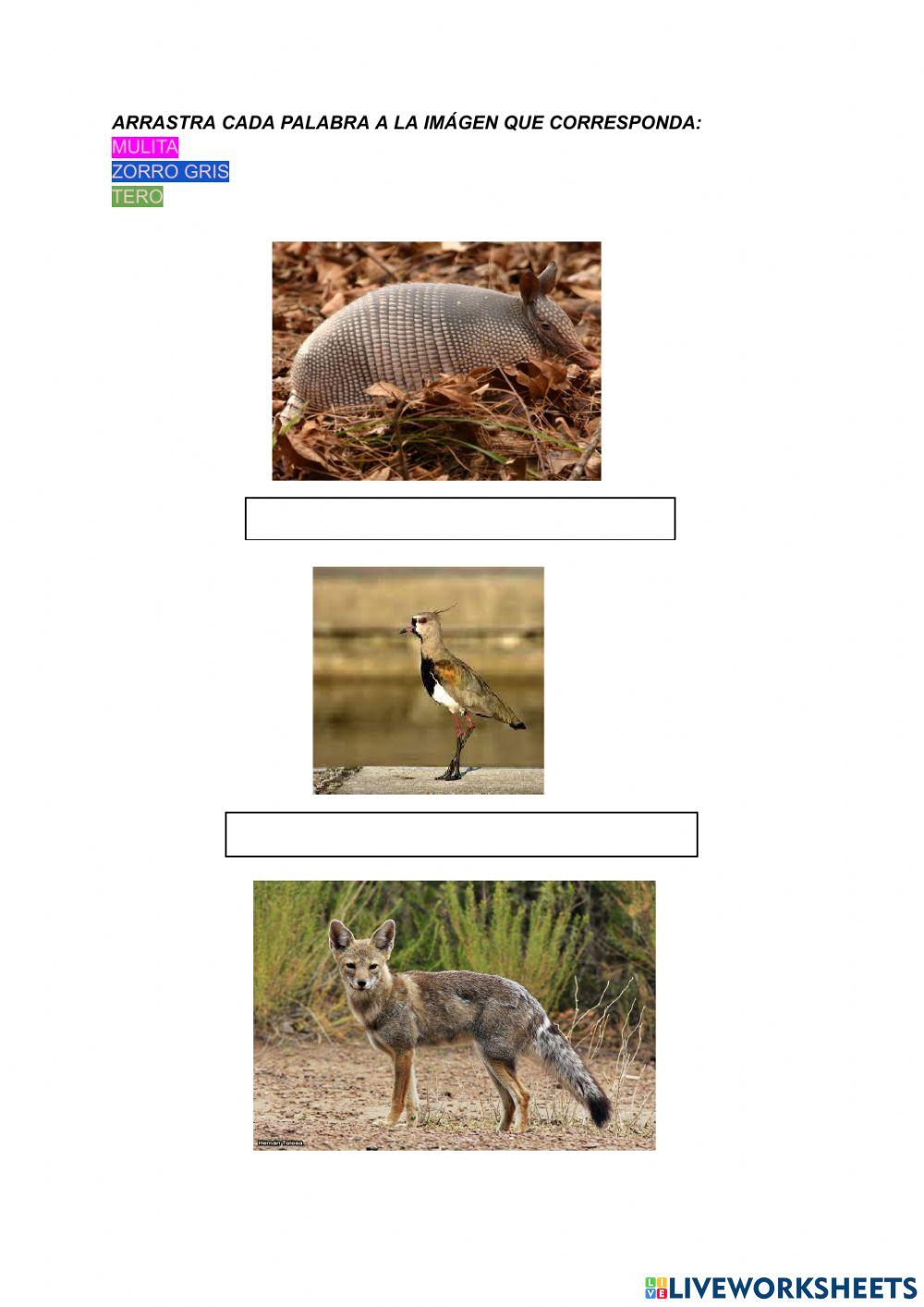 Animales de uruguay.